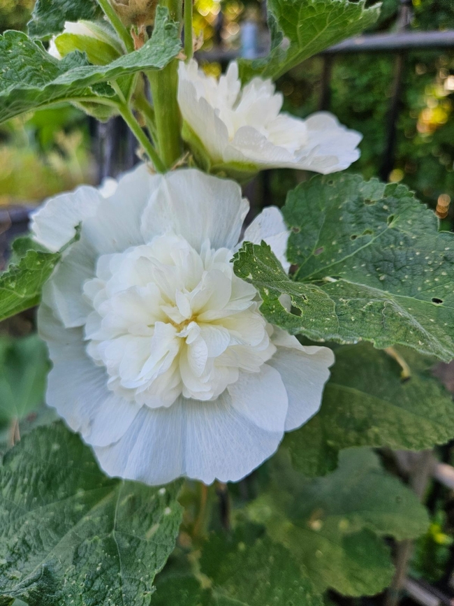 Hollyhock flower - P. Pashby