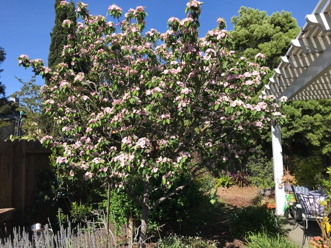 Crabapple blooming.