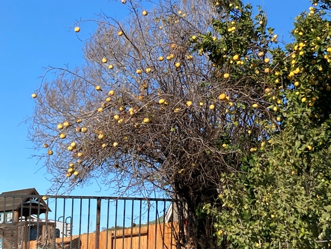 After leaf fall.