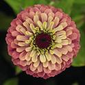 Zinnia 'Queen Red Lime' (photo from About.com Gardening)