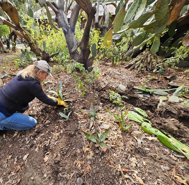 Replanting cactus at Pena Adobe garden - A. Alvarado