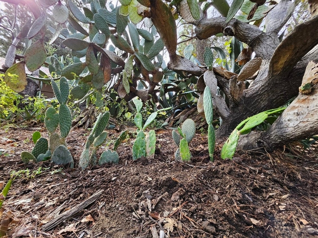 Cactus plants back home - P. Pashby