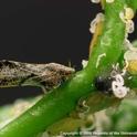 Asian citrus psyllid adults, yellow nymphs and white wax. (photo from UC IPM online)