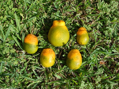 Citrus greening damage. (photo by USDAgov)