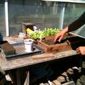 Seedlings in tray. (photos by Betty Homer)