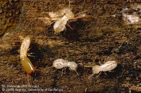 Termites on wood. (photo by UC ANR)