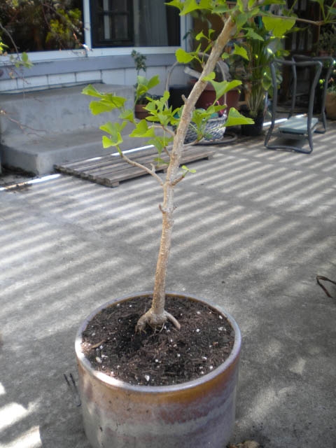 Ginkgo trying to make it's escape and find new soil. (photo by Karen Metz)