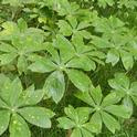 The Mayapple long before it flowers. (photo by Pat Greer)