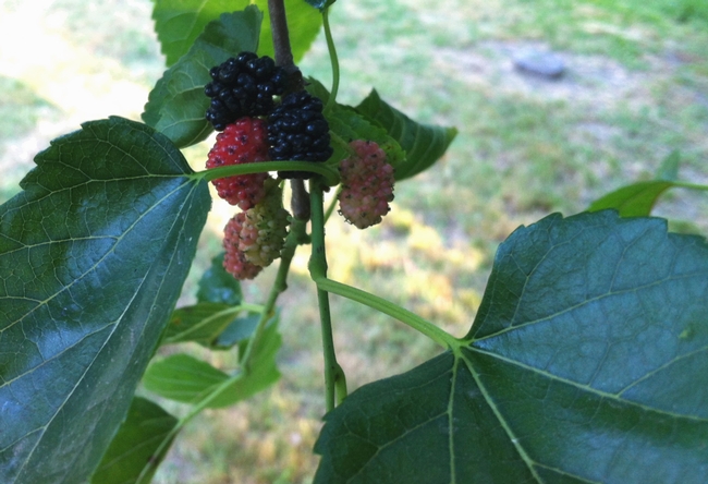 Mulberry fruit. (photos by Esther Blanco)