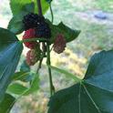 Mulberry fruit. (photos by Esther Blanco)