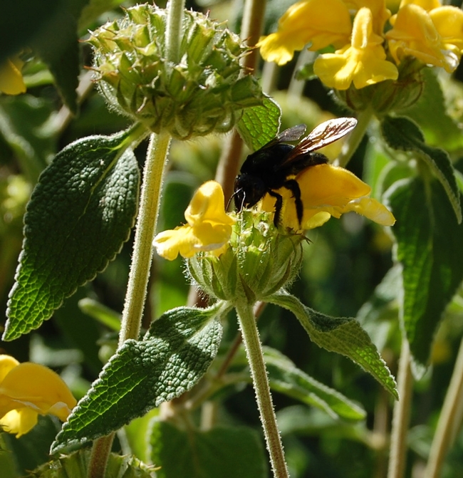 A female Valley carpenter bee (Xylocopata varipuncta) forages for nectar in a Jerusalem sage (Phlomis fruticosa) bloom. (photos by Kathy Thomas Rico)