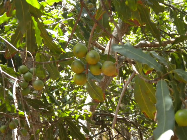 Macadamia nuts on the tree. (photos by Karen Metz)