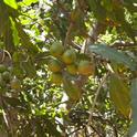 Macadamia nuts on the tree. (photos by Karen Metz)