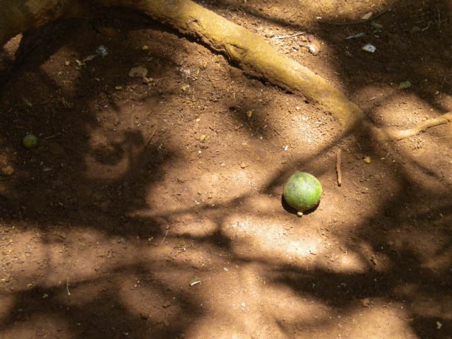 One lonely macadamia nut on the ground.