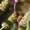 Bee on lavender. (photo by Tom Burton)