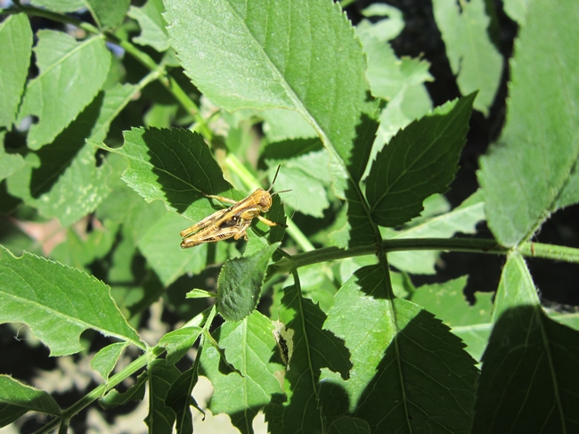 Grasshopper found in Pleasants Valley. (photos by Jim Allan)