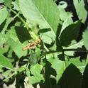 Grasshopper found in Pleasants Valley. (photos by Jim Allan)