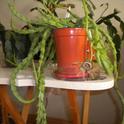 Stapelia plant. (photos by Karen Metz)