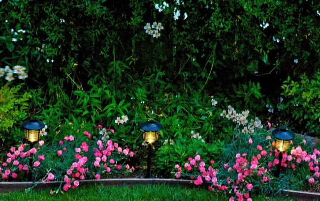 Garden lights. (photo by Marime Burton)