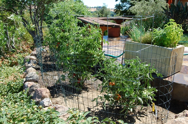 It ain’t much, but it’s thriving: Four tomatoes smack dab in the middle of the Rico back yard.