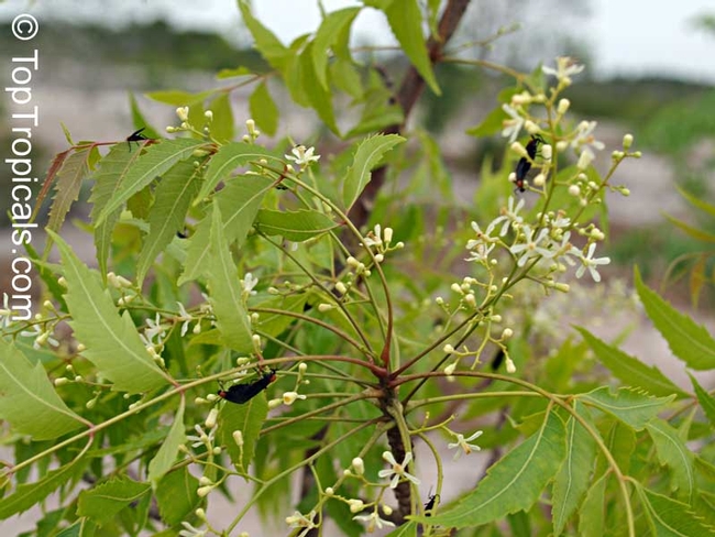 Neem tree flowers and leaves. (photo by TopTropicals.com)