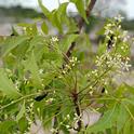 Neem tree flowers and leaves. (photo by TopTropicals.com)