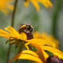 Long-horned male bee. (photos by Jennifer Baumbach)