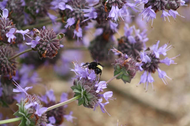 Common female bumble bee (Bombus occidenatlis)