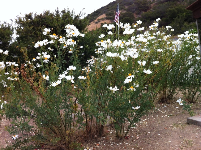 Patch of Matilija poppies. (photos by Erin Mahaney)