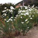 Patch of Matilija poppies. (photos by Erin Mahaney)