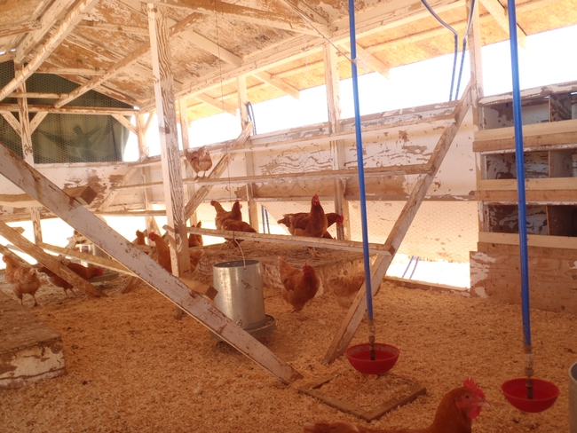 Inside the chicken coop.