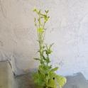 Flowering tobacco. (photo by Mary Gabbard)