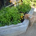 The beginnings of the attack on strawberries. (photos by Erin Mahaney)