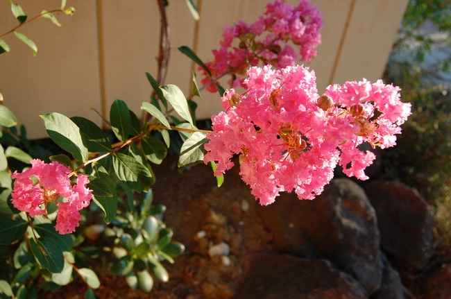 You say crape myrtle, I say grape turtle: Summer in Solano means the Lagerstroemia are in bloom. (photo by Kathy Thomas-Rico)