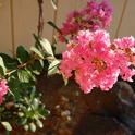 You say crape myrtle, I say grape turtle: Summer in Solano means the Lagerstroemia are in bloom. (photo by Kathy Thomas-Rico)