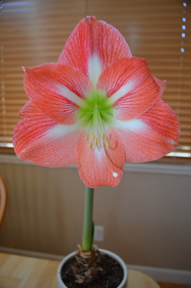 The August Amaryllis. (photo by Erin Mahaney)