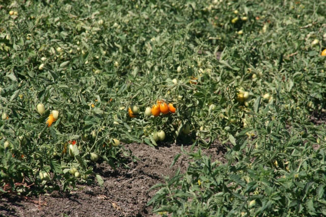 Tomatoes in the field.