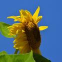 Giant sunflower. (photo by Erin Mahaney)