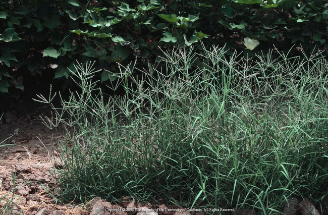 Bermudagrass (photo from ANR Repository)