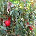 Ripe, red tomatoes. (photo by Danielle Wilkowski)