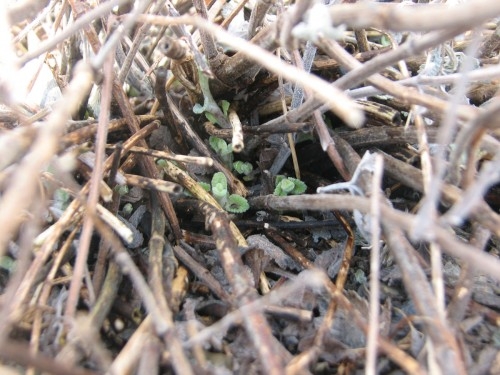 Dieback and emergence of new shoots.