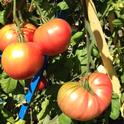 Pruden's (not-so) purple tomato. (photo by Trisha Rose)