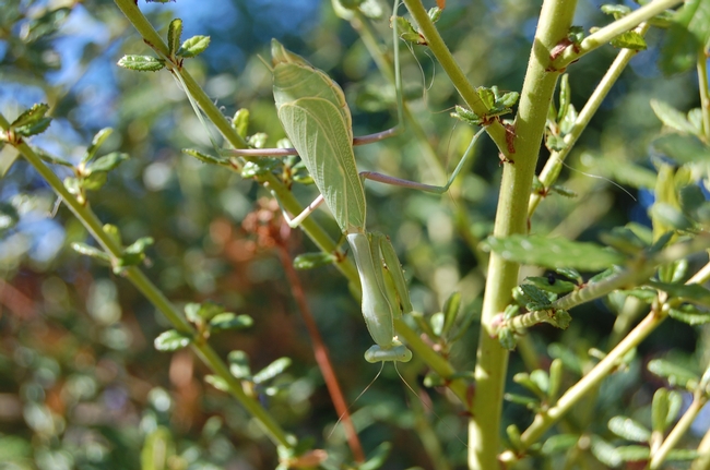 Another mantid — about 4 inches long — hangs out on a Ceanothus ‘Concha’. (photos by Kathy Thomas-Rico)