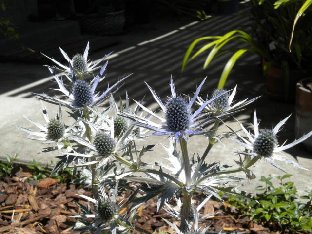 Eryngium up close.