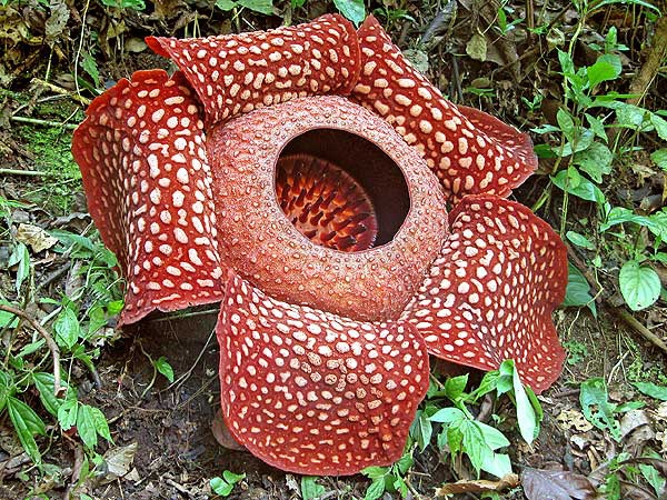 Rafflesia arnoldii. (photo by thegorgeousdaily.com)