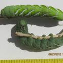 Both varieties of tomato hornworm. (photos by Susan Croissant)