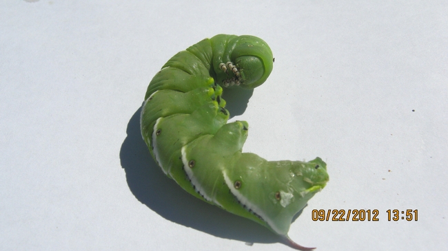 The face of the tomato hornworm.