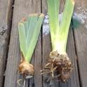 Bearded iris rhizomes. (photo by Mary Gabbard)