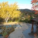 A full-size ginkgo tree provides a splash of gold among the greens and reds of late November in Vacaville. (photo by Kathy Thomas-Rico)