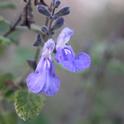 Grape-scented sage.  (photo by Jennifer Baumbach)